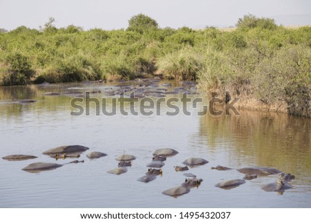 Hippos in Serengeti national park Tanzania                              