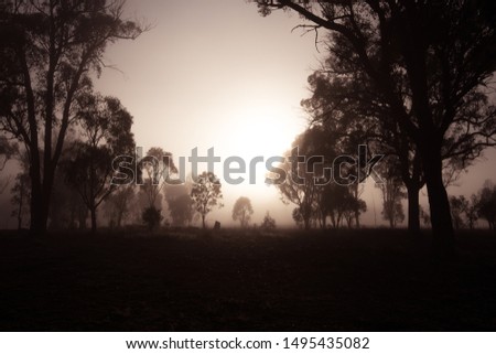 As the sun rises the fog and silhouettes of trees appear. A beautiful gradient of the sky can be seen in the background behind the trees. On a clear and sunny day in Storm King, Queensland, Australia.