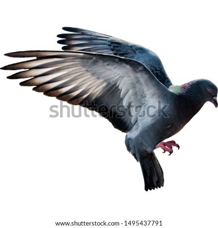 photo of flying dove isolated on white background - ภาพ
