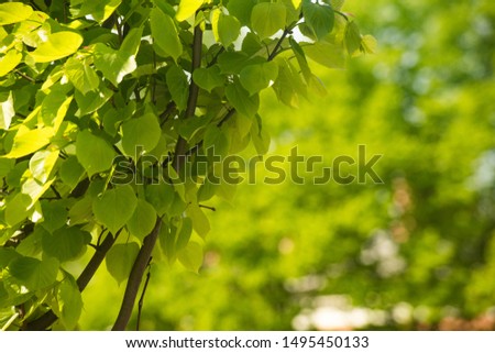 Bright summer background of green leaves