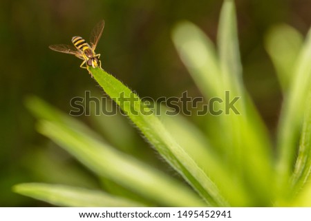 bee sits on plant, close up