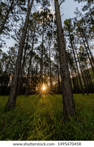 The sun sets as it shines through a pine forest in the Glass House Mountains, Queensland, Australia