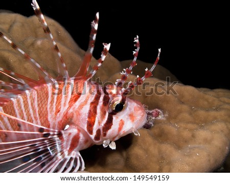 Close-up of a Common Lionfish (Pterois Volitans)