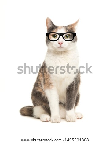 Cat sitting seen from the front facing the camera wearing black glasses isolated on a white background