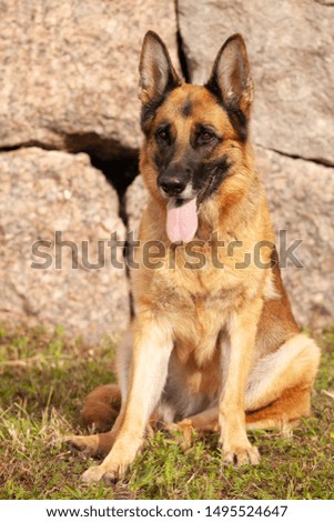 German shepherd sitting in nature sticking out its tongue