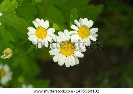 Chamomile. Extract of Italian chamomile Matricaria recutita is considered strong tea. It was used in phytotherapy as antimicrobial and anti-inflammatory. It is also used in ointments and lotions, infe Royalty-Free Stock Photo #1495568102
