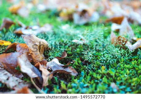 Cold september weather. Beautiful fading yellow leaves on green grass. Autumn forest or park natural landscape, close up, soft focus.