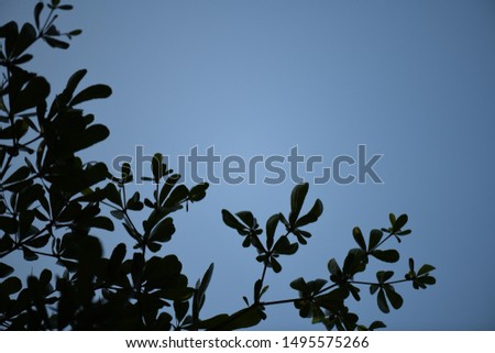 The darkest of the leaves. Blue sky background.