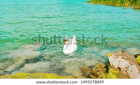 Beautiful white swan on Lake Balaton