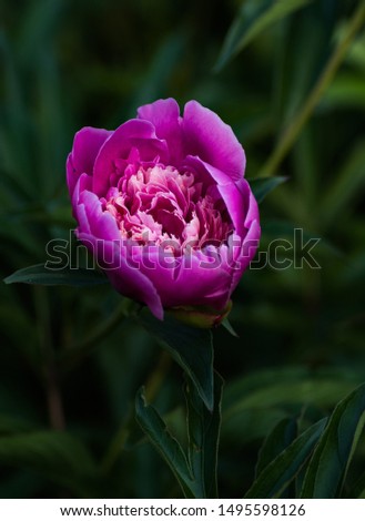 Beautiful violet peony flower (Paeonia) picture