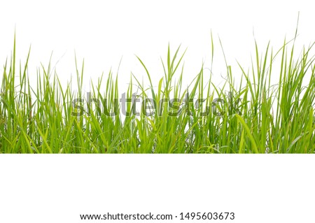 Green grass isolated on white background Royalty-Free Stock Photo #1495603673