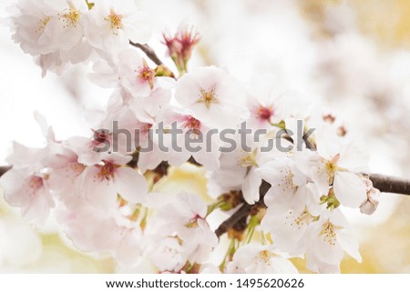 japanese SAKURA flower spring tree