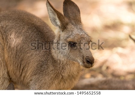 kangaroo joey waiting for his mum 