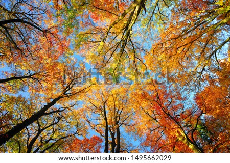 Beautiful canopy of tall beech trees with colorful foliage and clear blue sky, worm's eye view