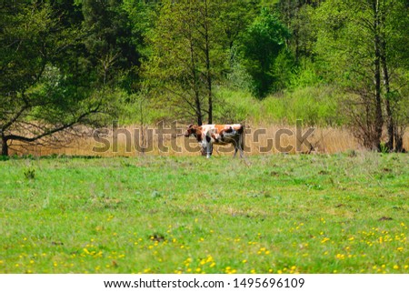 Landscape of cow in a field on green grass and trees