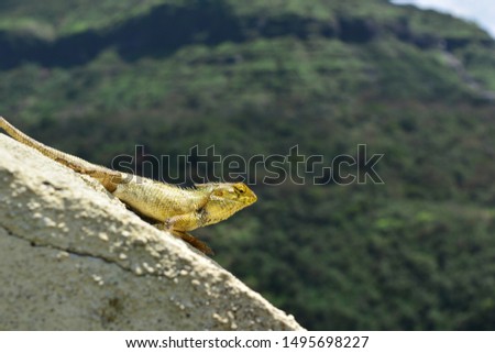 Indian Chameleon on a cement railing in a park mountain view