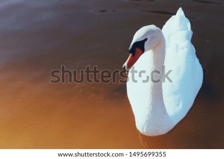 Horizontal photo of a swan on a lake