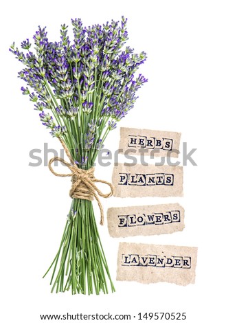 fresh lavender flowers with paper tags isolated on white background