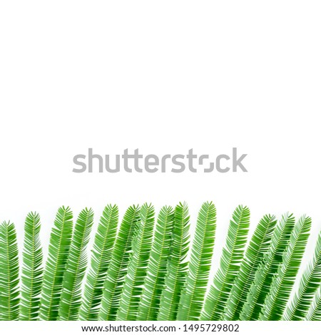 Green leaf isolated on white background with copyspace