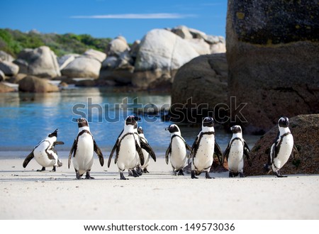 Jackass penguin march Royalty-Free Stock Photo #149573036