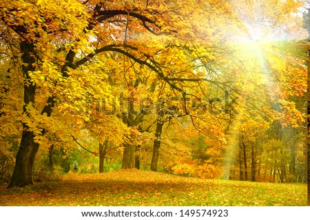 Gold Autumn with sunlight  and sunbeams / Beautiful Trees in the forest