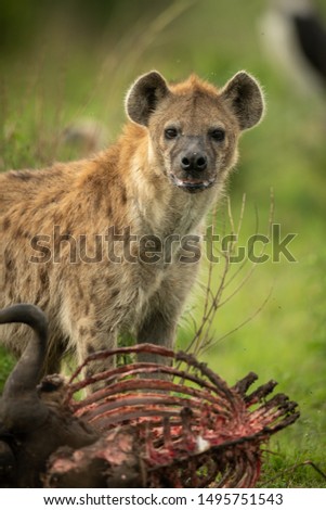 Spotted hyena stands over carcase eyeing camera