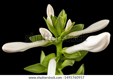 Blooming white flower of Hosta, also Funkia, family of Asparagus (lat. Asparagales), on black background