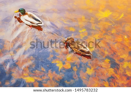 Two mallard ducks on a water in dark pond with floating autumn or fall leaves, top view. Beautiful fall nature background. Autumn october season animal landscape. Vibrant red orange nature colors
