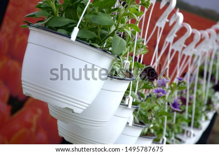 Pansies Flowers in hanging pots in the store, spring background