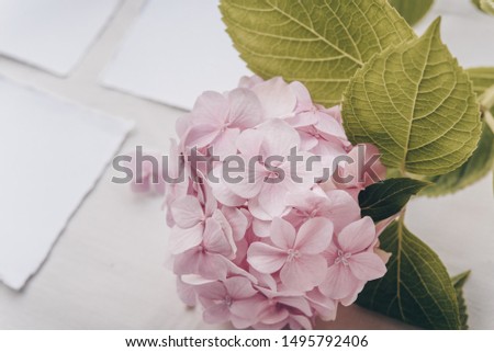 Minimalistic card mockup with hydrangea flower, flat lay, top view. Mockup card with plants. Wedding invitation card with environment and details