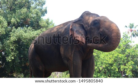 Sumatran elephants with the Latin name Elephas maximus sumatrensis