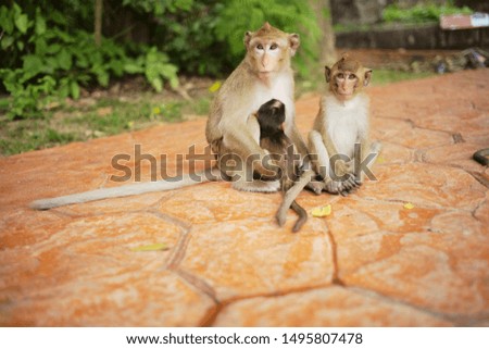 Animals in open zoo, Thailand 