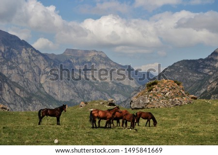 wild horses in the mountains of Ossetia