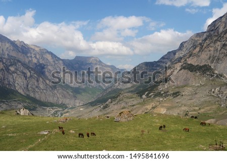wild horses in the mountains of Ossetia