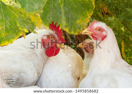 Hen and rooster couple with other hen at the organic household. Authentic farm series.
