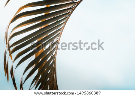 Palm tree leaves against turquoise blue sky. Creative colorful minimalism