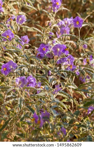 Bush of small blue flowers at desert in a morning