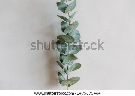 Minimalism photo, graceful leaf flower on background gray wall. Beauty and skin care concept.