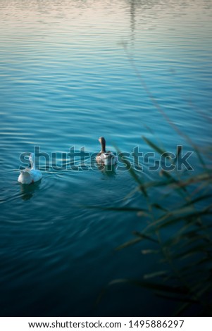Two ducks swimming on a lake from Spain