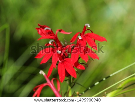Beautiful picture of a wild Cardinal Flower