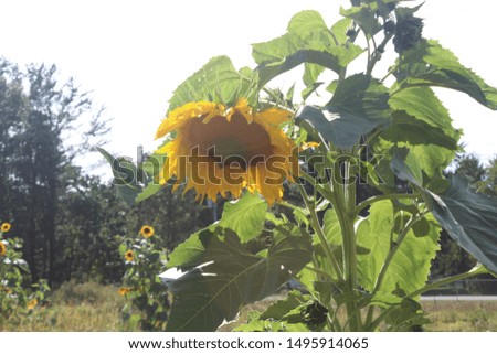 sad droopy sunflower in a garden