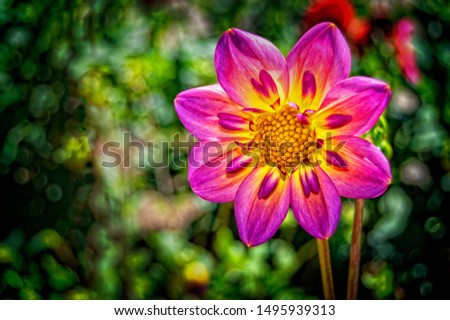 Close up of flower with blurred background.
