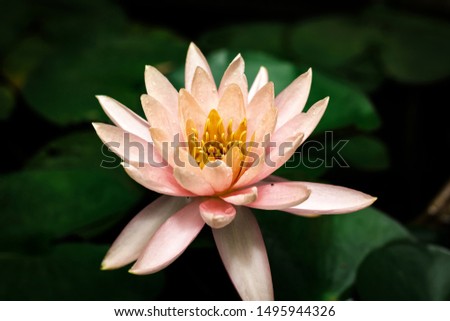 lotus flower or water lily flowering in a pond