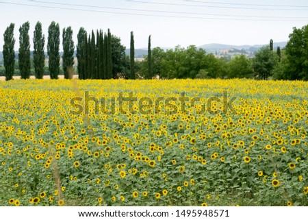 Sunflower field in Buonconvento Tuscany Italy