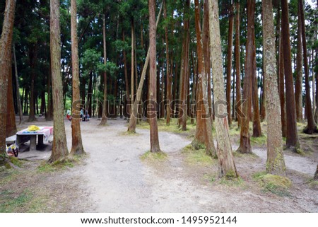 Landscape of Park Grena, Furnas Picnic Area on Sao Miguel Island in the Azores