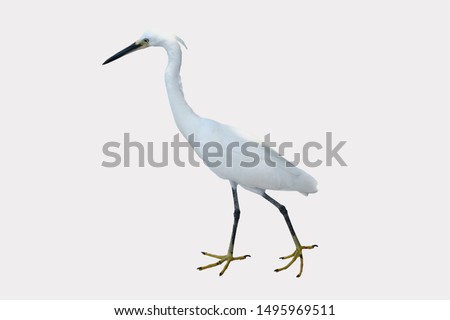 Heron on white background for create new picture.