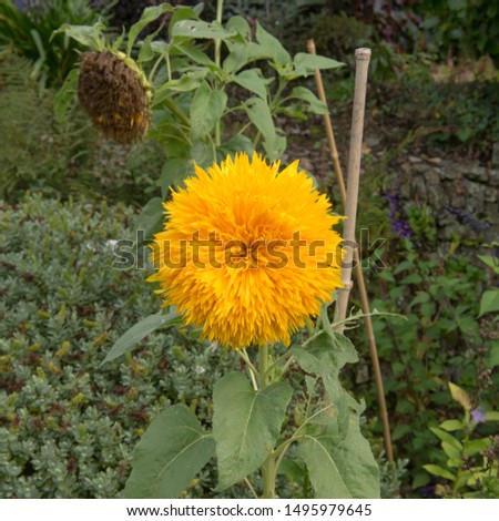 Bright Yellow Flower Head of the Annual Sunflower 'Teddy Bear' (Helianthus annuus) Growing in a Herbaceous Border in a Country Cottage Garden in Rural Devon, England, UK