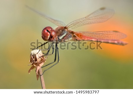 photos of dragonflies and dragonflies