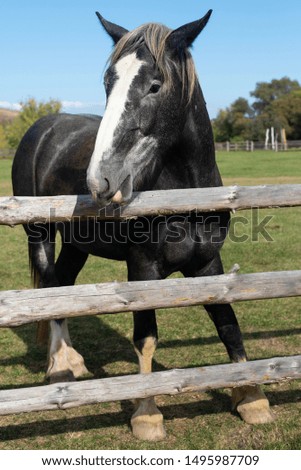 A purebred heavyweight stallion full length behind the fence close up