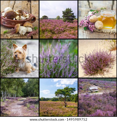 autumn collage with heather flowers - nine pictures with heather
